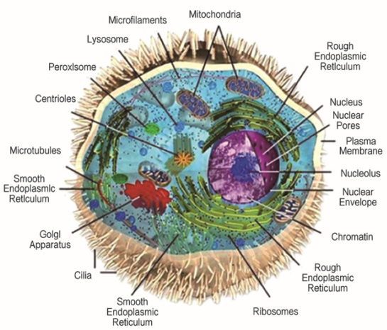 喜報(bào)| 先思達(dá)完成超億元B輪融資，加速糖組轉(zhuǎn)化醫(yī)學(xué)布局